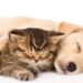 The Rise of Virtual Vet Appointments and Telemedicine