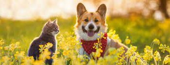 Understanding-pet-insurance-and-choosing-the-best-plan-vet-pets-london-1-1.jpg