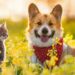 Understanding-pet-insurance-and-choosing-the-best-plan-vet-pets-london-1-1.jpg