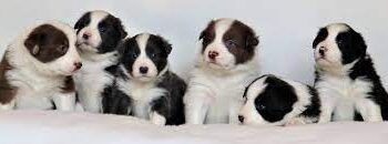 considerations-of-pet-ownership-and-breeding-Vet-Pets-London.jpg