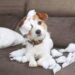 pet-behavior-and-how-to-address-problem-behaviors-vet-Pet-London-1.jpg