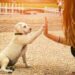 socialization-and-exercise-for-pets-vet-pets-london.jpg