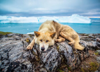 "The impact of climate change and extreme weather on pet health-Pets & Vet-London.jpg"