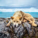 "The impact of climate change and extreme weather on pet health-Pets & Vet-London.jpg"