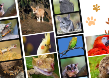 fur-scales-or-feathers-which-exotic-pets-require-licenses-in-your-area