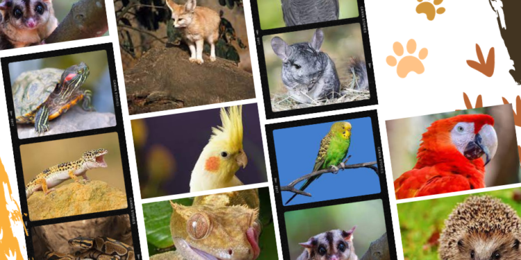 fur-scales-or-feathers-which-exotic-pets-require-licenses-in-your-area