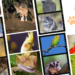 fur-scales-or-feathers-which-exotic-pets-require-licenses-in-your-area