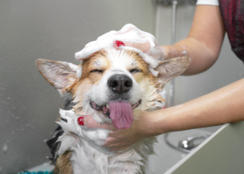 How-to-Avoid-Common-Mistakes-When-Grooming-Your-Pet-at-Home