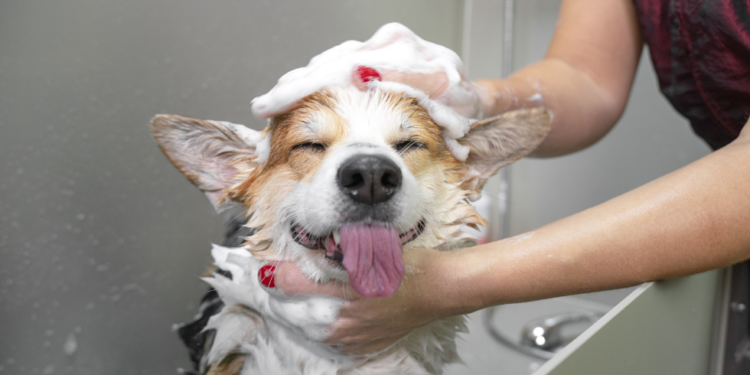 How-to-Avoid-Common-Mistakes-When-Grooming-Your-Pet-at-Home