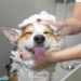 How-to-Avoid-Common-Mistakes-When-Grooming-Your-Pet-at-Home