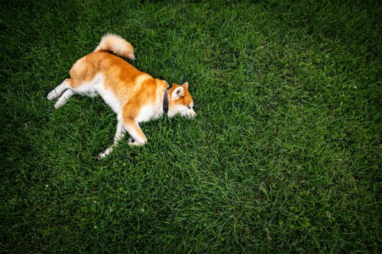 Illustrative Akita dog