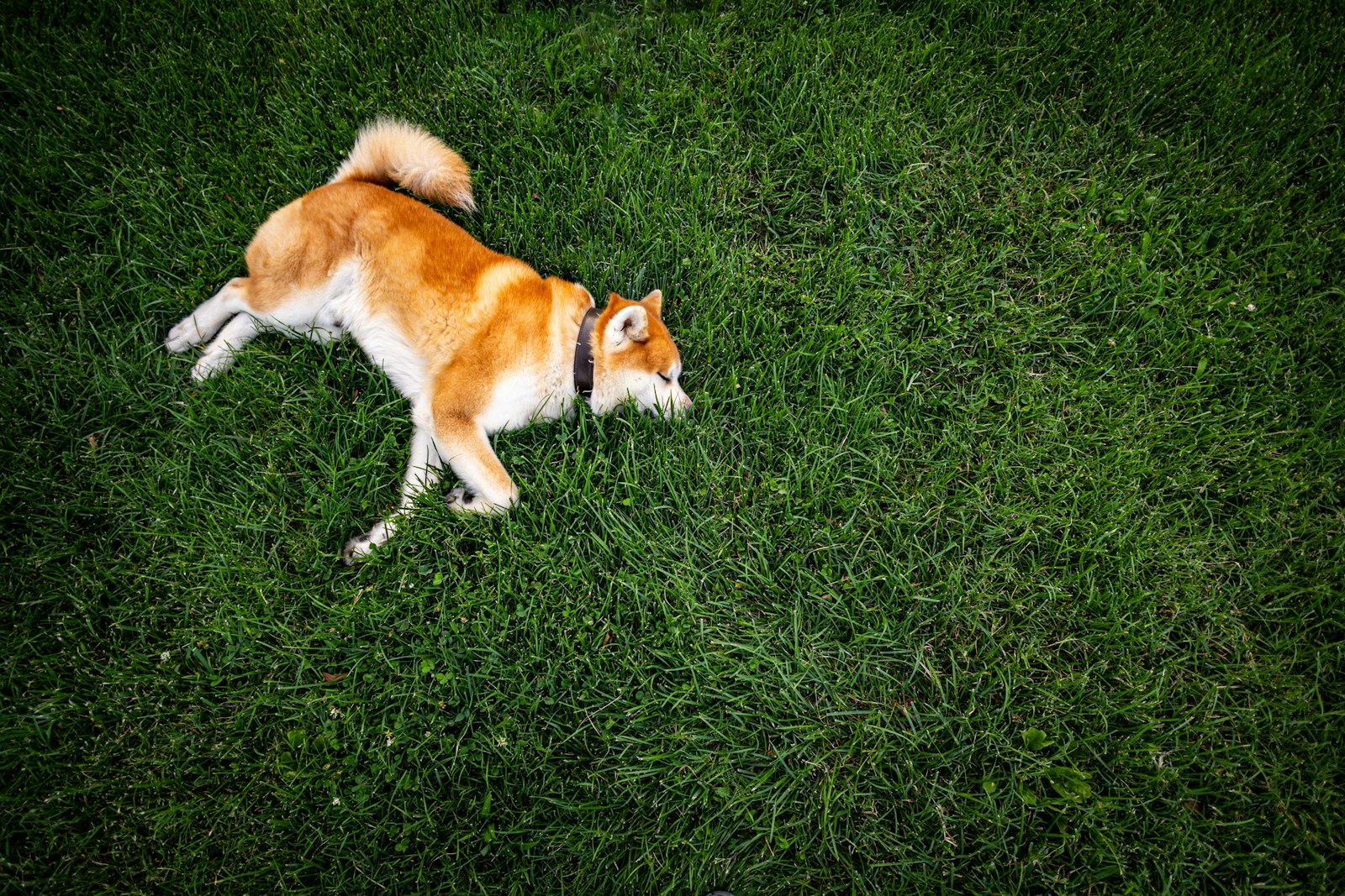 Illustrative Akita dog
