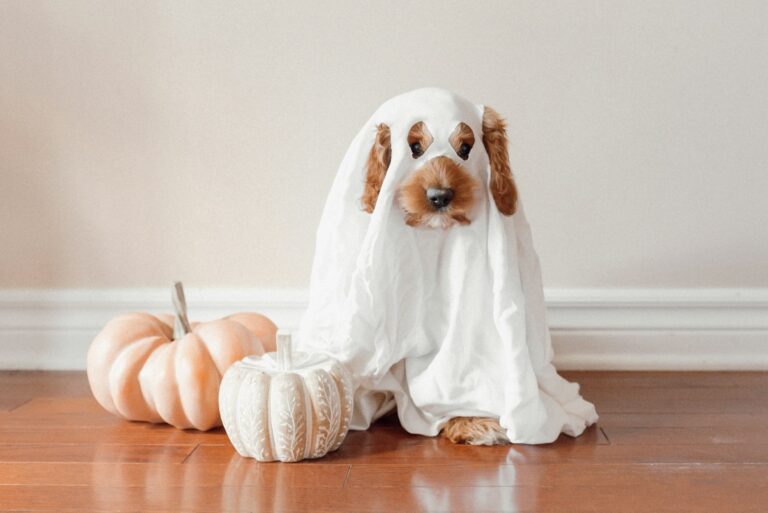 Dog dressed for Halloween