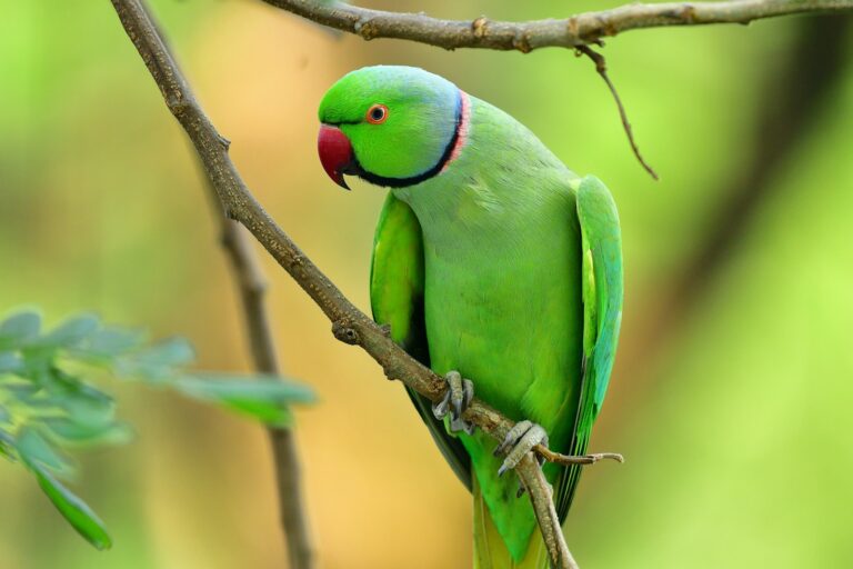 Parrot perched on a branch