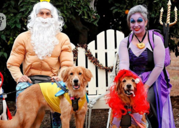 Taking-Your-Pet-Trick-or-Treating