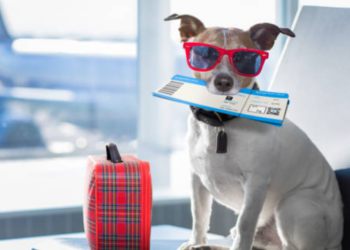 5-Best-Ideas-for-Traveling-with-Pets