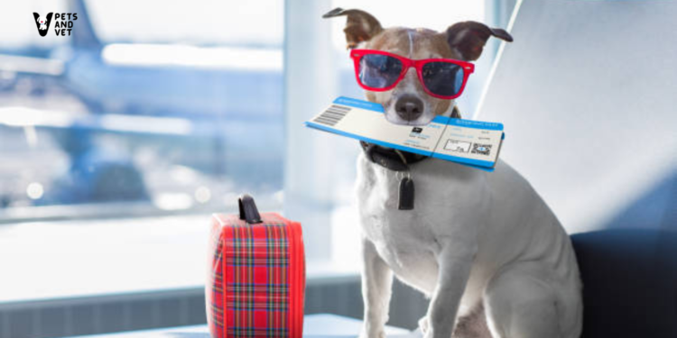 5-Best-Ideas-for-Traveling-with-Pets