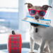 5-Best-Ideas-for-Traveling-with-Pets