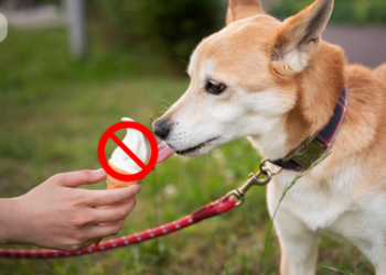 Avoid-Giving-Sweets-to-Dogs-and-Other-Pets
