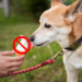 Avoid-Giving-Sweets-to-Dogs-and-Other-Pets
