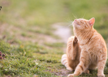 Dealing-with-Ticks-and-Fleas_ A Guide-for-Pet-Owners