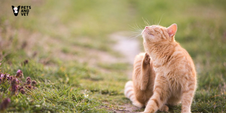 Dealing-with-Ticks-and-Fleas_ A Guide-for-Pet-Owners