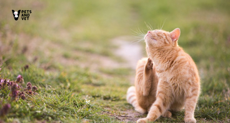 Dealing-with-Ticks-and-Fleas_ A Guide-for-Pet-Owners
