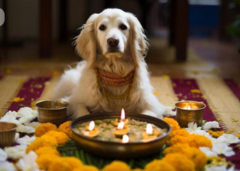 How Can You Ensure a Pet-Friendly Diwali Celebration