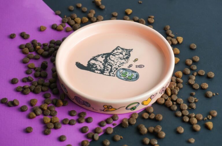 Cat eating from a food dish