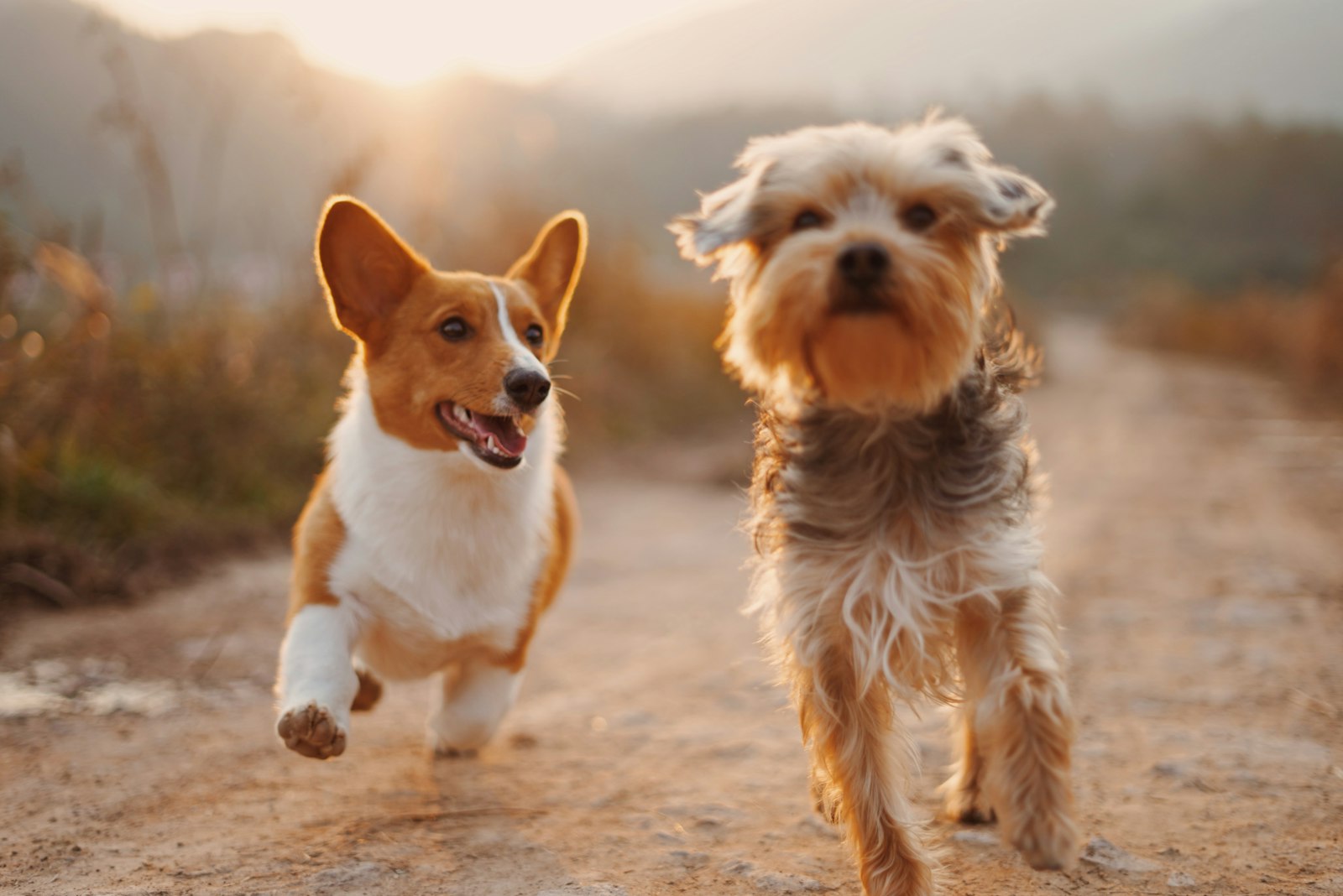 Two dogs running along an outdoor path