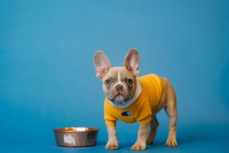 Dog beside a food bowl