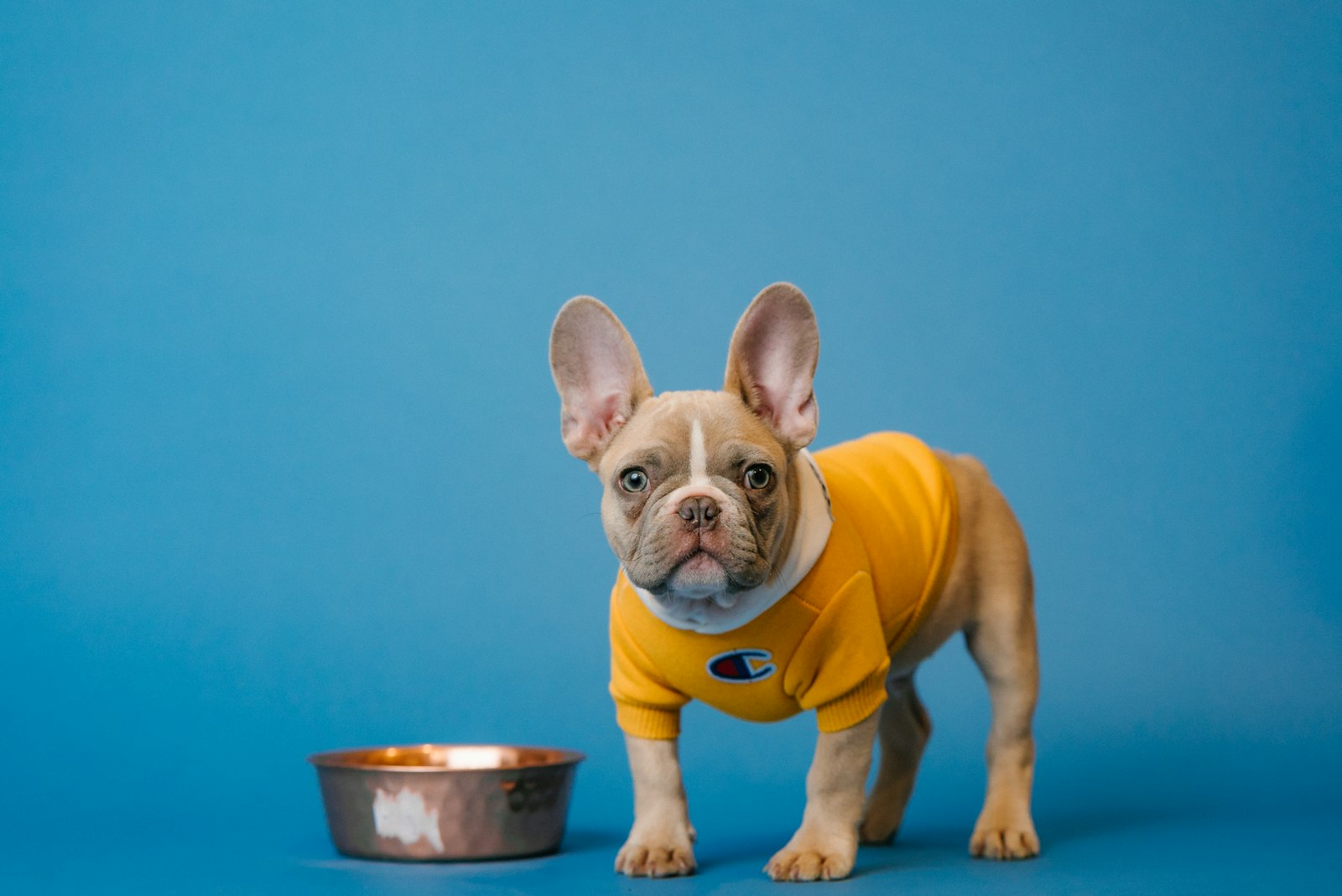 Dog beside a food bowl