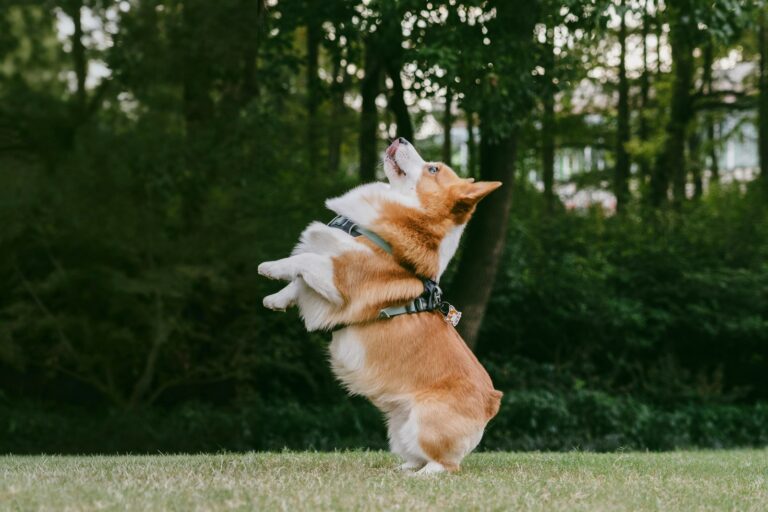 A corgi dog wearing a harness jumps playfully on a green grass lawn outdoors in a park, surrounded by lush green trees and nature, looking happy and cute....