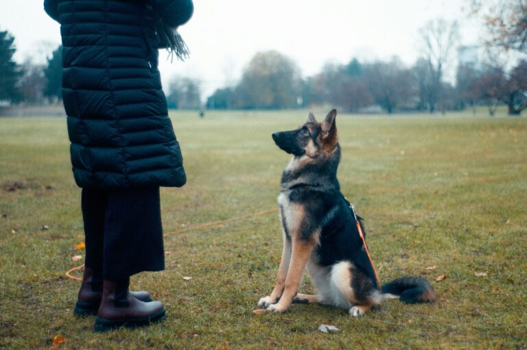German shepherd sitting attentively beside a handler outdoors