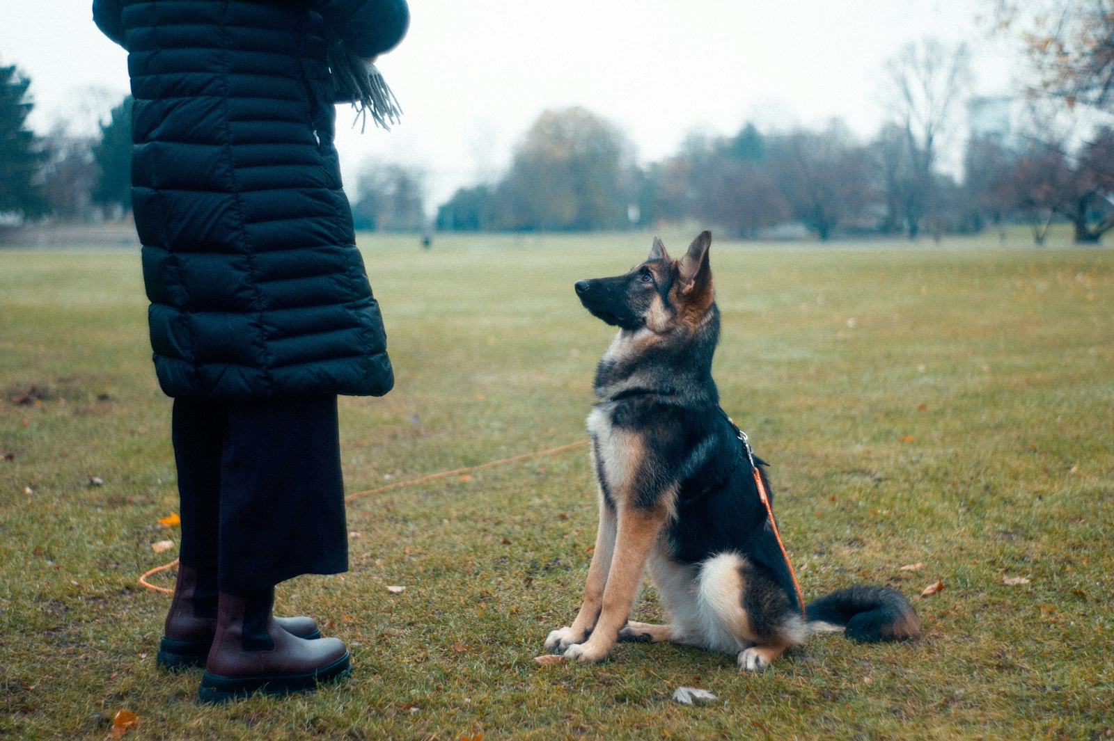 German shepherd sitting attentively beside a handler outdoors