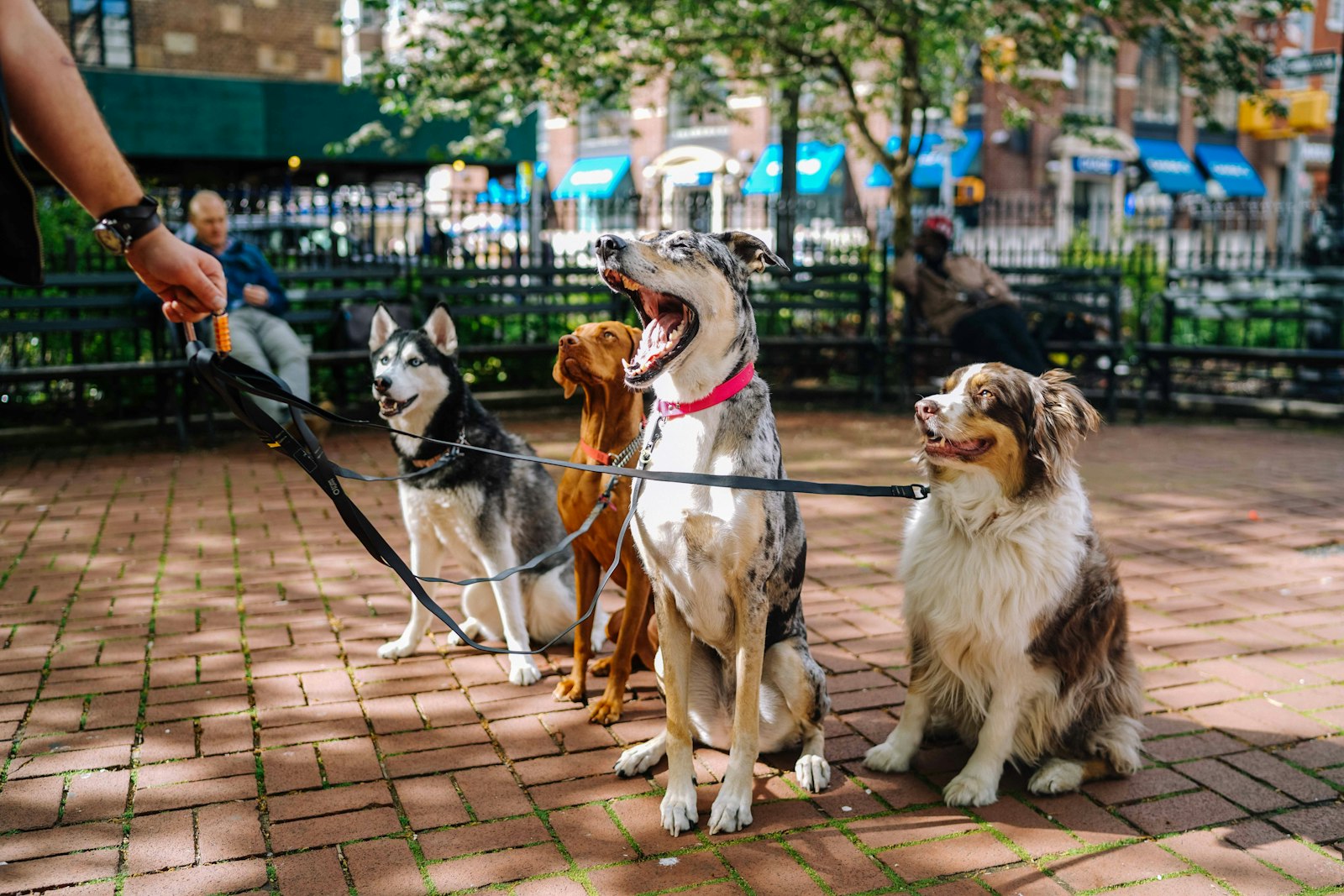 Walking Dogs