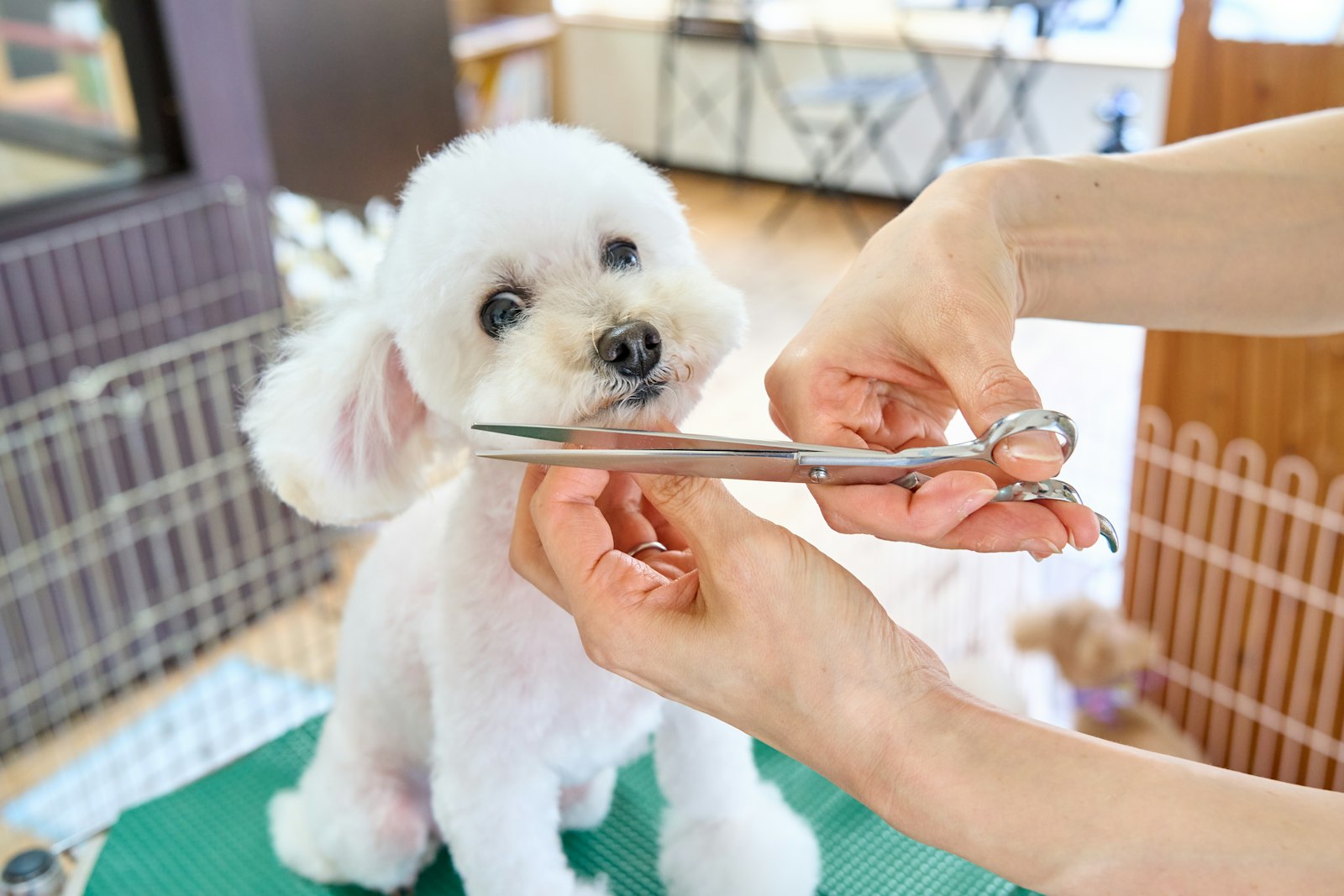 Small white dog being groomed