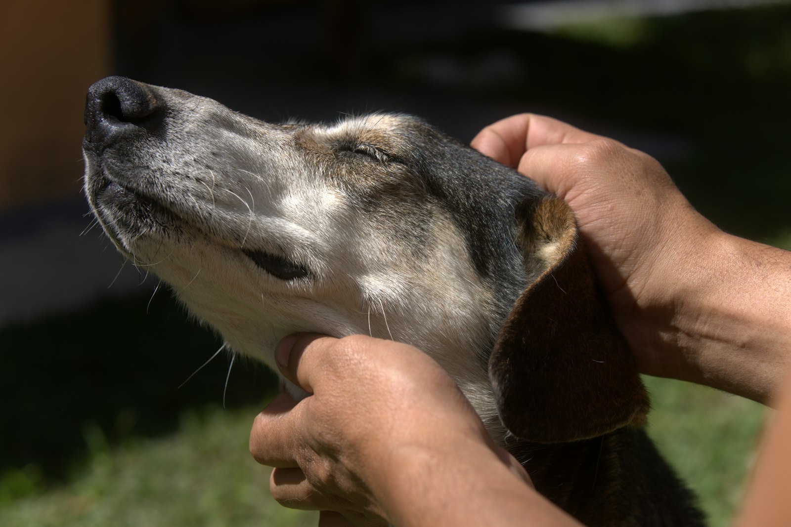 Hands gently petting a dog