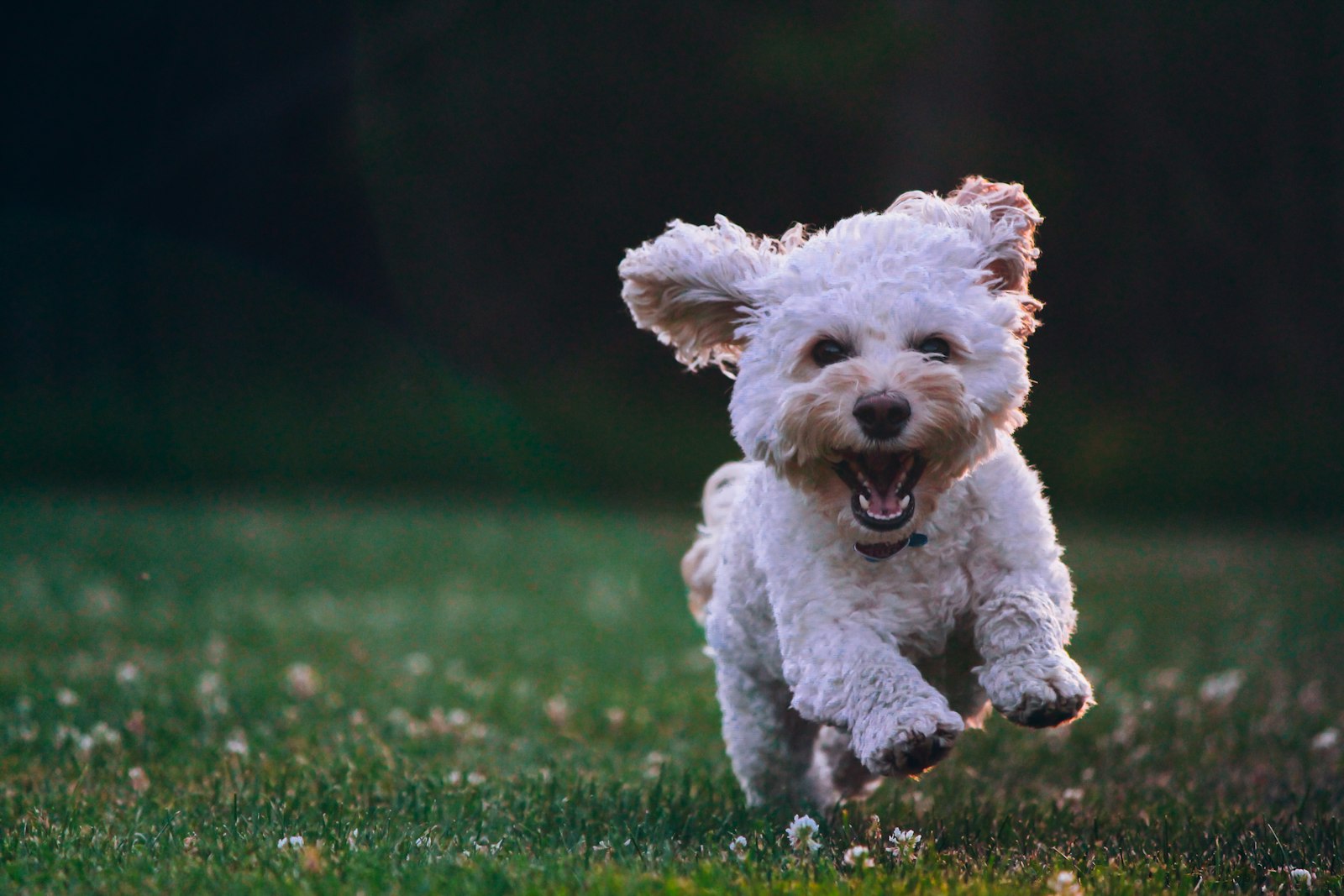 A fluffy cockapoo outdoors