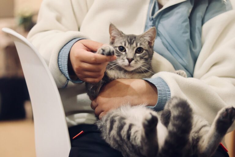Person holding a tabby kitten and supporting its paw