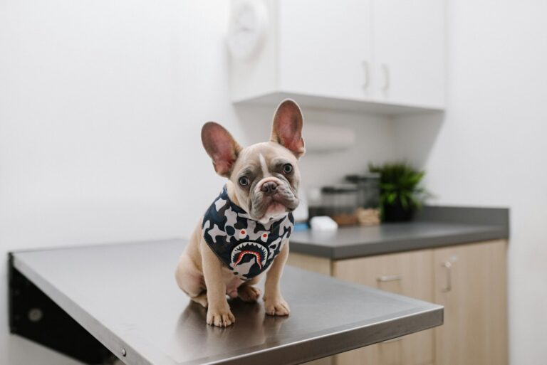 Dog at a veterinary check-up
